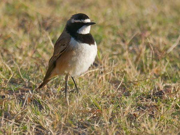 <h3><a href="/trips/safari/biota/animalia/chordata/aves/040 passeriformes/108 muscicapidae/oenanthe pileata/oenanthe pileata-nl.html">Oenanthe&nbsp;pileata</a> / Capped&nbsp;wheatear / Aardtapuit</h3>OM-1 Mark II met OLYMPUS M.300mm F4.0, 1/2000 sec  bij F4.0, ISO 500, afstand 12.1&nbsp;m